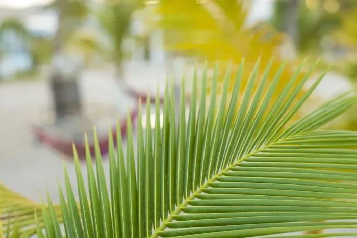 Framed Print : French West Indies, St-Martin, Baie Nettle, palm tree, morning Framed Print : French West Indies, St-Martin, Baie Nettle, palm tree, morning
