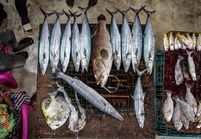 Framed Print : Fresh fish on display at local market, Stonetown. Zanzibar, Tanzania Framed Print : Fresh fish on display at local market, Stonetown. Zanzibar, Tanzania