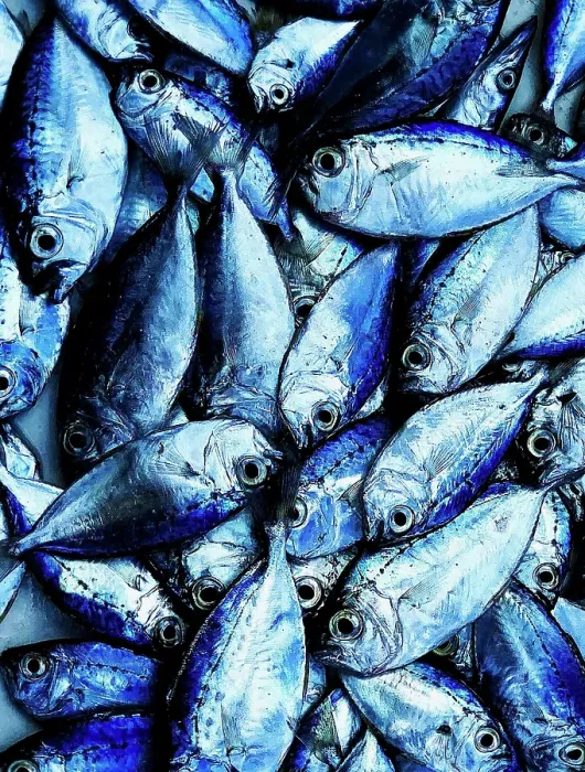 Framed Print : Fresh fish on display at local market, Stonetown. Zanzibar, Tanzania Framed Print : Fresh fish on display at local market, Stonetown. Zanzibar, Tanzania
