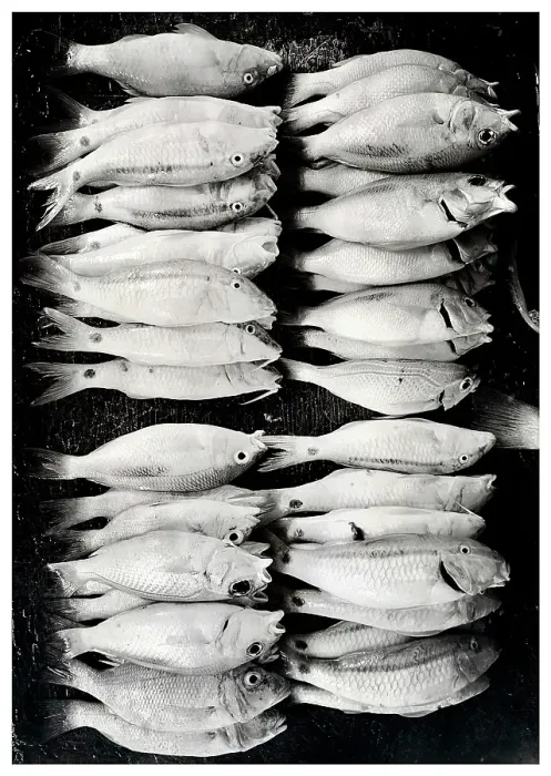 Framed Print : Fresh fish on display at local market, Stonetown. Zanzibar, Tanzania Framed Print : Fresh fish on display at local market, Stonetown. Zanzibar, Tanzania