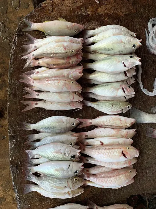 Framed Print : Fresh fish on display at local market, Stonetown. Zanzibar, Tanzania