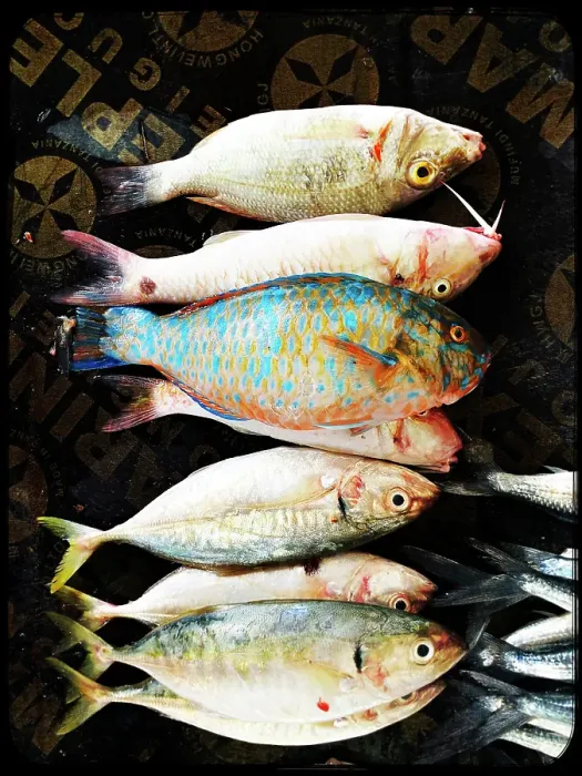 Framed Print : Fresh fish on display at local market, Stonetown. Zanzibar, Tanzania Framed Print : Fresh fish on display at local market, Stonetown. Zanzibar, Tanzania
