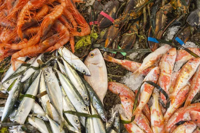 Framed Print : Fresh fish at the harbor of the sea town of Licata province of Agrigento Sicily Italy Framed Print : Fresh fish at the harbor of the sea town of Licata province of Agrigento Sicily Italy
