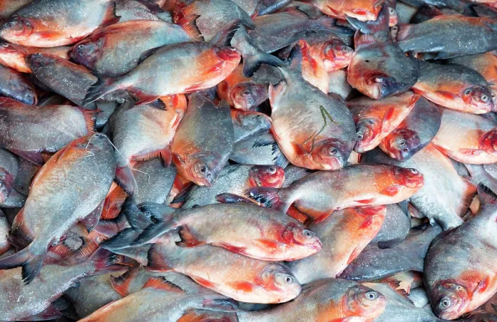 Framed Print : Fresh fish, Inle Lake, Myanmar (Burma), Asia Framed Print : Fresh fish, Inle Lake, Myanmar (Burma), Asia