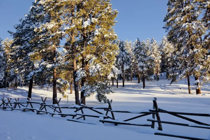 Framed Print : Fresh Snow-covered Pine Trees, Flagstaff, Arizona, USA Framed Print : Fresh Snow-covered Pine Trees, Flagstaff, Arizona, USA