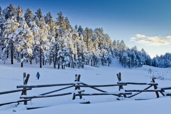 Framed Print : Fresh Snow-covered Pine Trees, Flagstaff, Arizona, USA