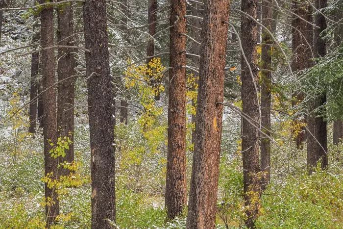 Framed Print : Fresh snow on understory shrubs in a lodgepole pine forest, Banff National Park, Alberta, Canada Framed Print : Fresh snow on understory shrubs in a lodgepole pine forest, Banff National Park, Alberta, Canada