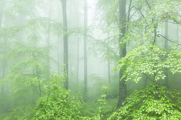 Fresh spring foliage in mist shrouded beech forest, Eastern Rhodope Mountains, Bulgaria