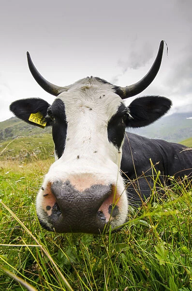 Friend cow (Val Soana, Gran Paradiso National Park)