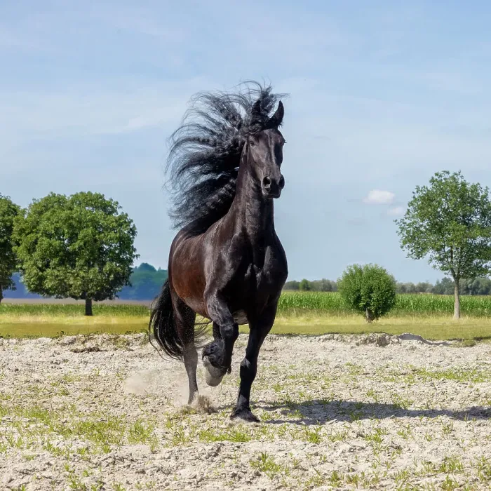 Framed Print : A Friesian horse runs free, Friesland, North Netherlands Framed Print : A Friesian horse runs free, Friesland, North Netherlands
