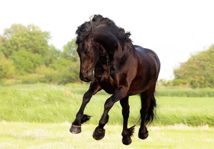 Framed Print : A Friesian horse runs free, Friesland, North Netherlands Framed Print : A Friesian horse runs free, Friesland, North Netherlands