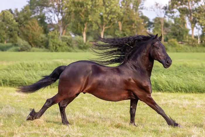 Framed Print : A Friesian horse runs free, Friesland, North Netherlands Framed Print : A Friesian horse runs free, Friesland, North Netherlands