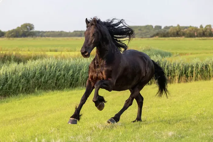 Framed Print : A Friesian horse runs free, Friesland, North Netherlands Framed Print : A Friesian horse runs free, Friesland, North Netherlands