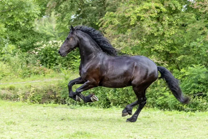 Framed Print : A Friesian horse runs free, North-West Friesland, Netherlands