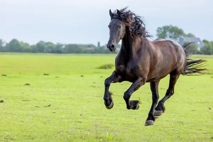 Framed Print : A Friesian horse runs free, North-West Friesland, Netherlands Framed Print : A Friesian horse runs free, North-West Friesland, Netherlands