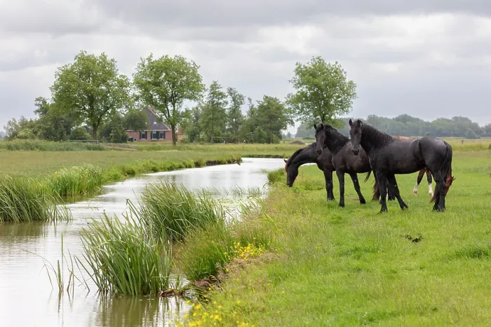 Framed Print : Friesian horses graze by a canal, North-West Friesland, Netherlands Framed Print : Friesian horses graze by a canal, North-West Friesland, Netherlands