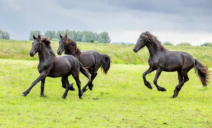 Framed Print : Three Friesian horses run free, North-West Friesland, Netherlands Framed Print : Three Friesian horses run free, North-West Friesland, Netherlands
