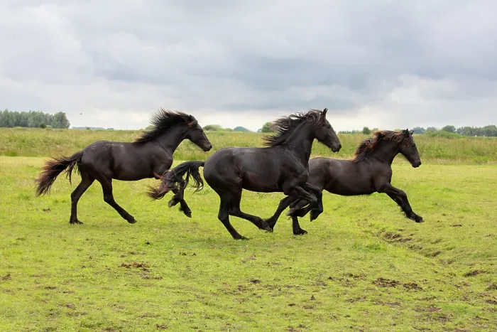 Framed Print : Three Friesian horses run free, North-West Friesland, Netherlands Framed Print : Three Friesian horses run free, North-West Friesland, Netherlands