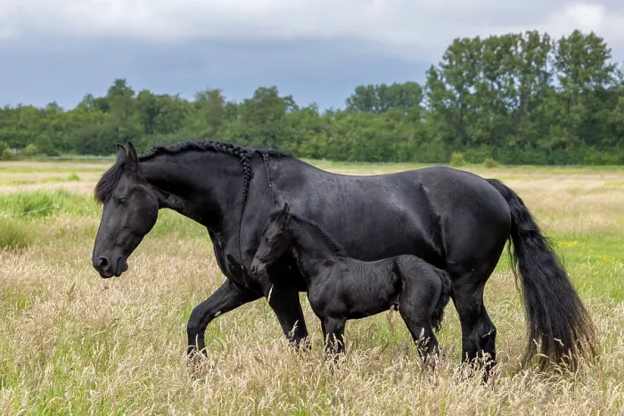Framed Print : A Friesian mare and her foal, North-West Friesland, Netherlands Framed Print : A Friesian mare and her foal, North-West Friesland, Netherlands