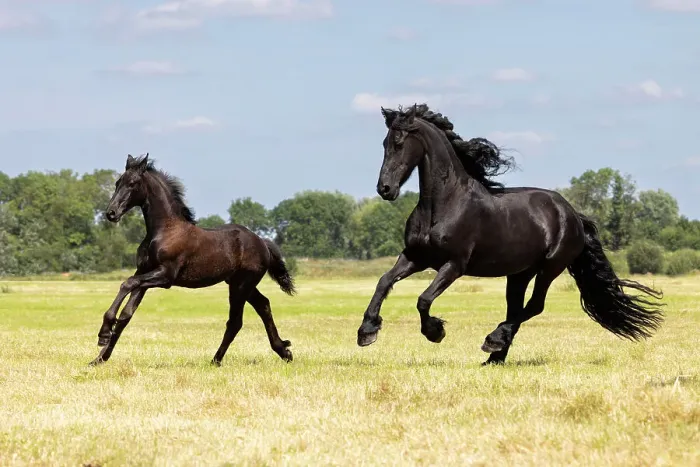 Framed Print : A Friesian mare and foal run free, Friesland, North Netherlands Framed Print : A Friesian mare and foal run free, Friesland, North Netherlands