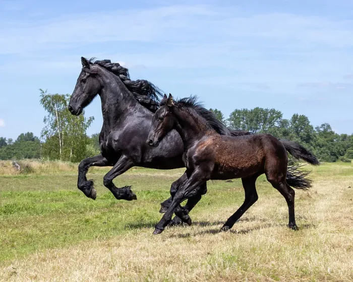 Framed Print : A Friesian mare and foal run free, Friesland, North Netherlands Framed Print : A Friesian mare and foal run free, Friesland, North Netherlands