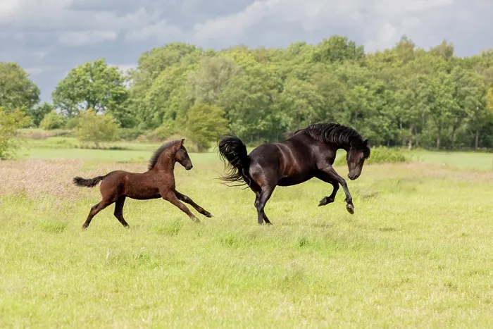 Framed Print : A Friesian mare and her foal run free, North-West Friesland, Netherlands Framed Print : A Friesian mare and her foal run free, North-West Friesland, Netherlands