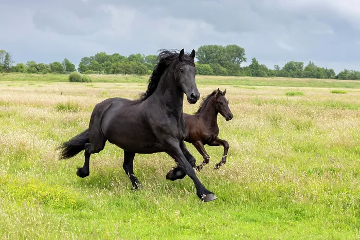 Framed Print : A Friesian mare and her foal run free, North-West Friesland, Netherlands Framed Print : A Friesian mare and her foal run free, North-West Friesland, Netherlands