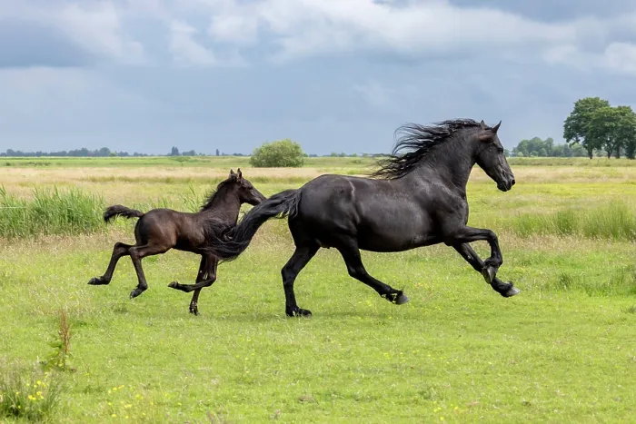 Framed Print : A Friesian mare and her foal run free, North-West Friesland, Netherlands Framed Print : A Friesian mare and her foal run free, North-West Friesland, Netherlands