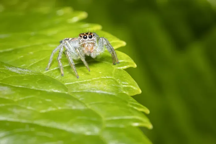 Framed Print : Frigga sp. jumping spider, Lowland rainforest, Costa Rica