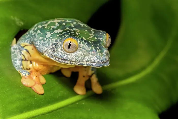 Framed Print : Fringed Leaf Frog (Cruziohyla craspedopus) - captive bred