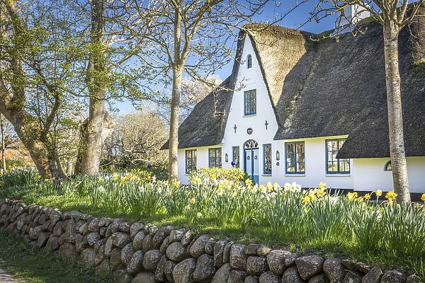 Frisia wall with daffodils at the captain`s house in Keitum, Sylt, Schleswig-Holstein