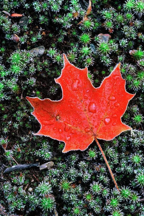 Framed Print : Frost on an Autumn Sugar Maple leaf and haircap moss in Muskoka, Ontario, Canada Framed Print : Frost on an Autumn Sugar Maple leaf and haircap moss in Muskoka, Ontario, Canada
