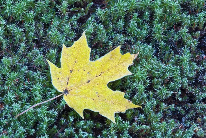 Framed Print : Frost on an Autumn Sugar Maple leaf and haircap moss in Muskoka, Ontario, Canada Framed Print : Frost on an Autumn Sugar Maple leaf and haircap moss in Muskoka, Ontario, Canada