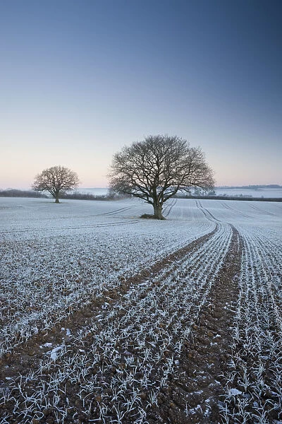 Frost covered crops and trees in farmland, Chawleigh, Devon, England. Winter