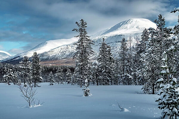 Frost on frozen trees in the winter snowy landscape, Lyngen Alps, Tromso, Troms og Finnmark, Norway