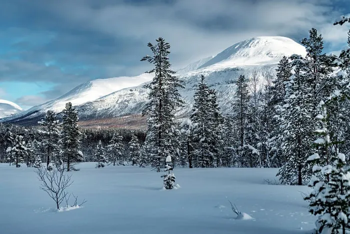 Framed Print : Frost on frozen trees in the winter snowy landscape, Lyngen Alps, Tromso, Troms og Finnmark, Norway Framed Print : Frost on frozen trees in the winter snowy landscape, Lyngen Alps, Tromso, Troms og Finnmark, Norway