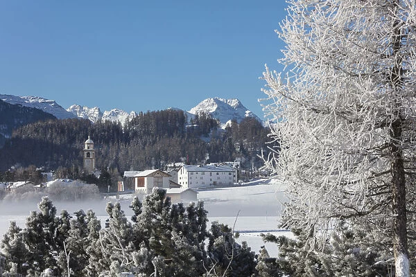 Frost on trees frames the snowy landscape and alpine village Celerina Maloja Canton
