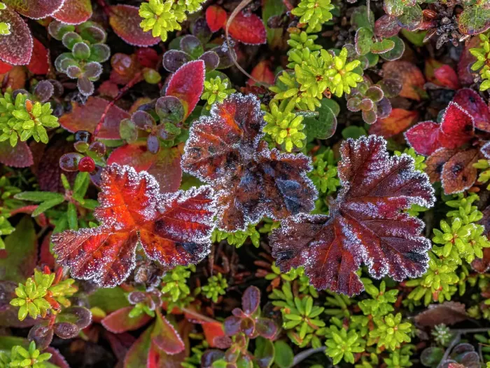 Framed Print : Frost on tundra details in Nunavik, Quebec, Canada Framed Print : Frost on tundra details in Nunavik, Quebec, Canada