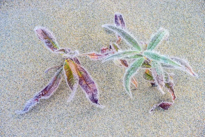 Framed Print : Frosted aquatic vegetation in the sand, Wawa, Ontario, Canada Framed Print : Frosted aquatic vegetation in the sand, Wawa, Ontario, Canada