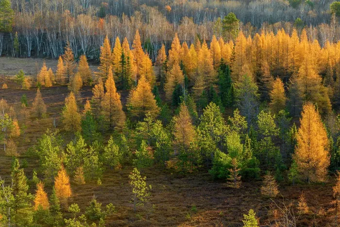 Framed Print : frosted autumn larches, Greater Sudbury, Ontario, Canada Framed Print : frosted autumn larches, Greater Sudbury, Ontario, Canada