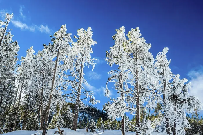 Framed Print : Frosted trees at Beryl Spring, Yellowstone National Park, Wyoming, USA Framed Print : Frosted trees at Beryl Spring, Yellowstone National Park, Wyoming, USA