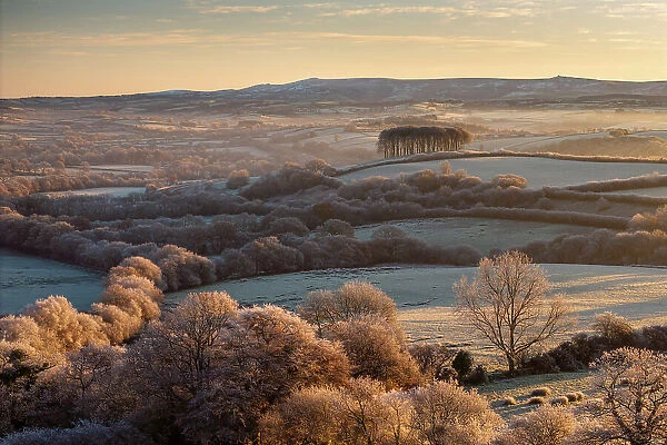 Frosted trees and countryside near Cookworthy Knapp (Nearly Home Trees) near Lifton, Devon, England. Autumn (November) 2023