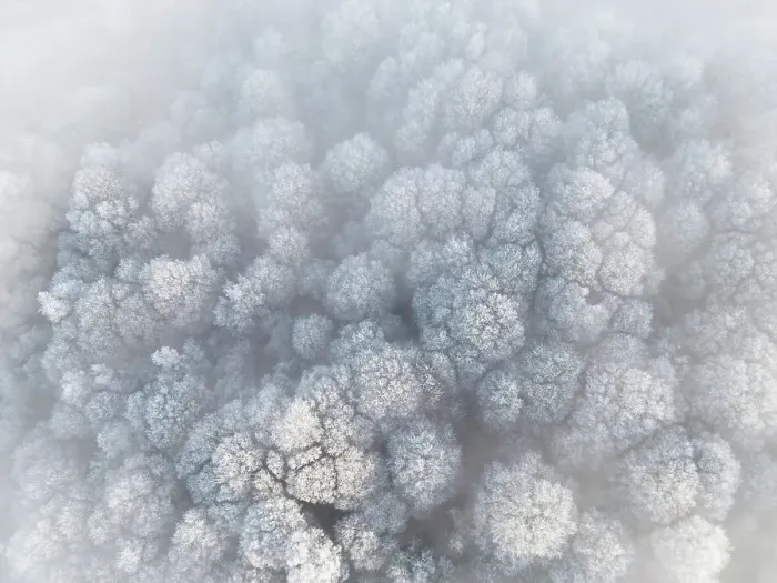 Framed Print : Frosted trees in the fog, from above, Guildford, Surrey, England Framed Print : Frosted trees in the fog, from above, Guildford, Surrey, England