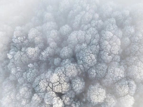 Frosted trees in the fog, from above, Guildford, Surrey, England