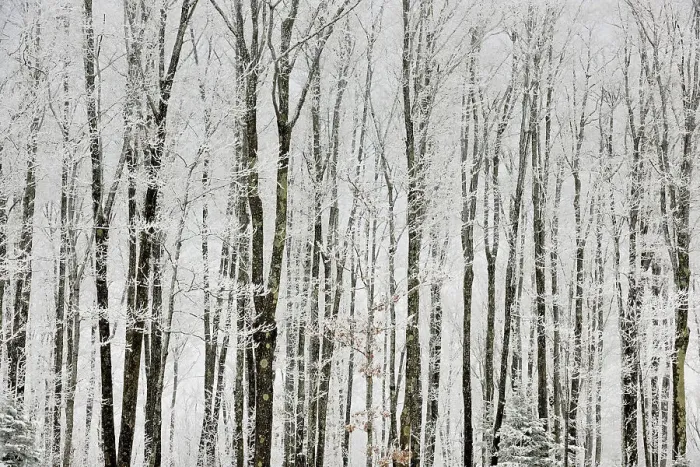 Framed Print : Frosted trees, near Bergland, Michigan, USA Framed Print : Frosted trees, near Bergland, Michigan, USA