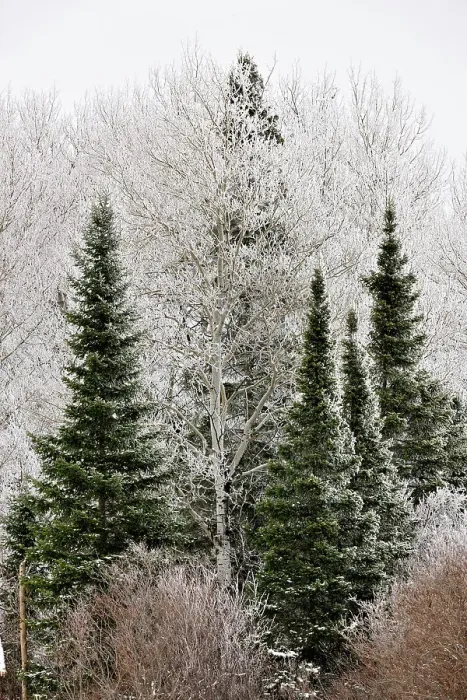 Framed Print : Frosted trees, near Bergland, Michigan, USA Framed Print : Frosted trees, near Bergland, Michigan, USA