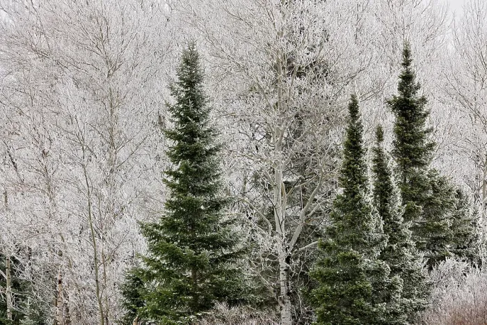 Framed Print : Frosted trees, near Bergland, Michigan, USA