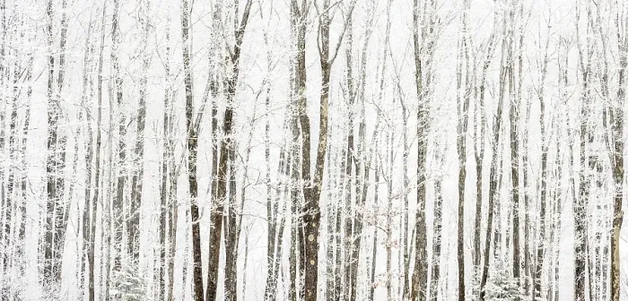 Framed Print : Frosted trees, near Bergland, Michigan, USA Framed Print : Frosted trees, near Bergland, Michigan, USA