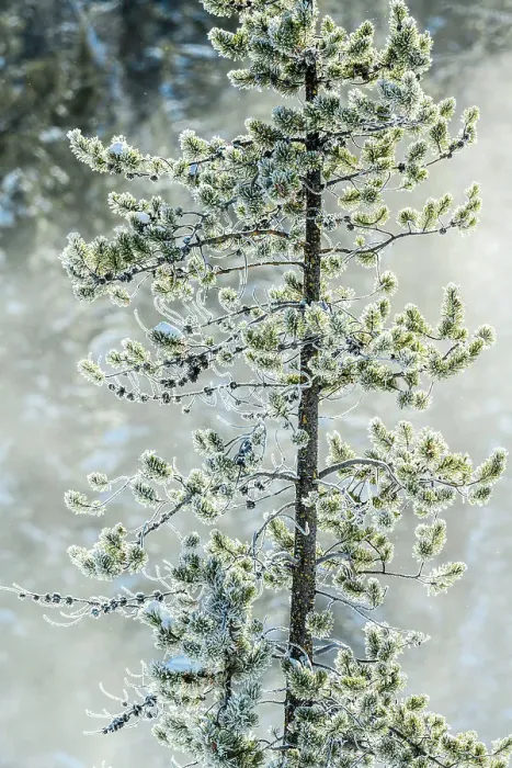 Framed Print : Frosted trees near Soda Butte Crek, Yellowstone National Park, Wyoming, USA