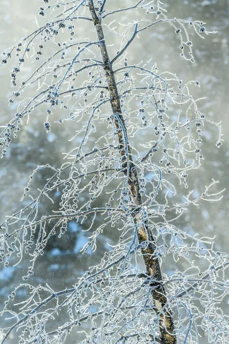 Framed Print : Frosted trees near Soda Butte Crek Framed Print : Frosted trees near Soda Butte Crek